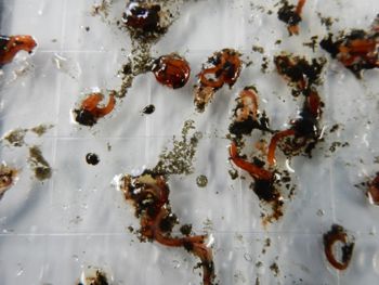 Media type: image;   Invertebrate Zoology 150630